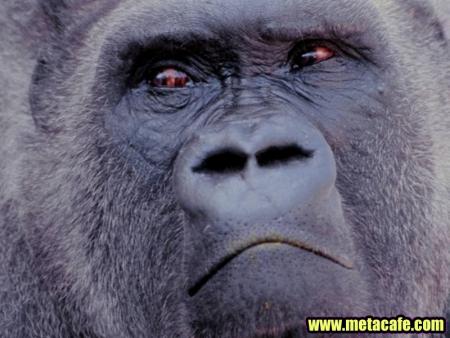 king kong